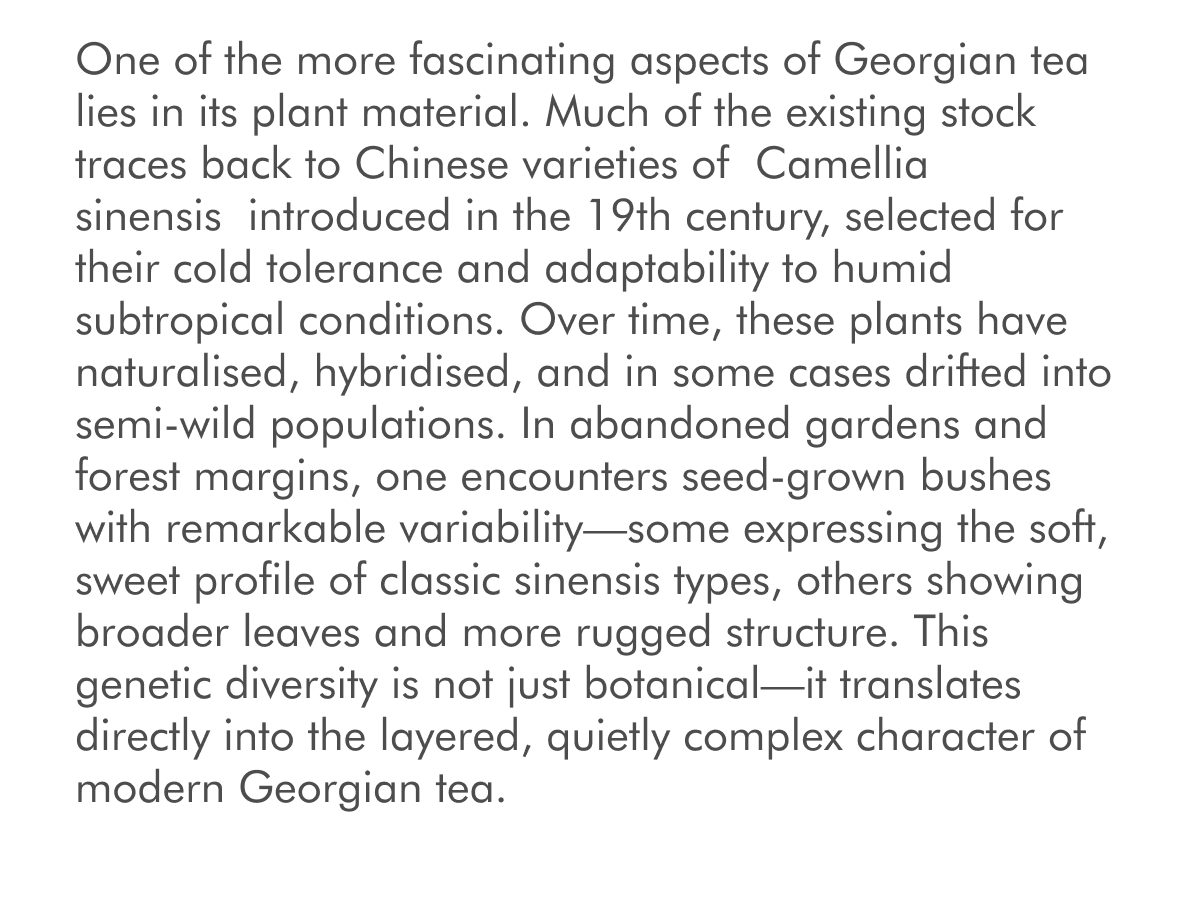 One of the more fascinating aspects of Georgian tea lies in its plant material. Much of the existing stock traces back to Chinese varieties of&nbsp;Camellia sinensis&nbsp;introduced in the 19th century, selected for their cold tolerance and adaptability to humid subtropical conditions. Over time, these plants have naturalised, hybridised, and in some cases drifted into semi-wild populations. In abandoned gardens and forest margins, one encounters seed-grown bushes with remarkable variability—some expressing the soft, sweet profile of classic sinensis types, others showing broader leaves and more rugged structure. This genetic diversity is not just botanical—it translates directly into the layered, quietly complex character of modern Georgian tea.
