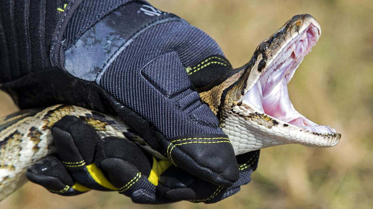 Python specialist demonstrates how to catch a python during an event promoting the Florida Python Challenge.