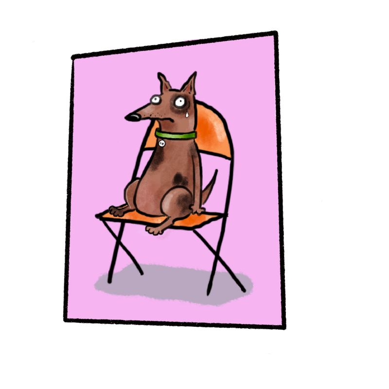 Dog sitting in a folding chair.