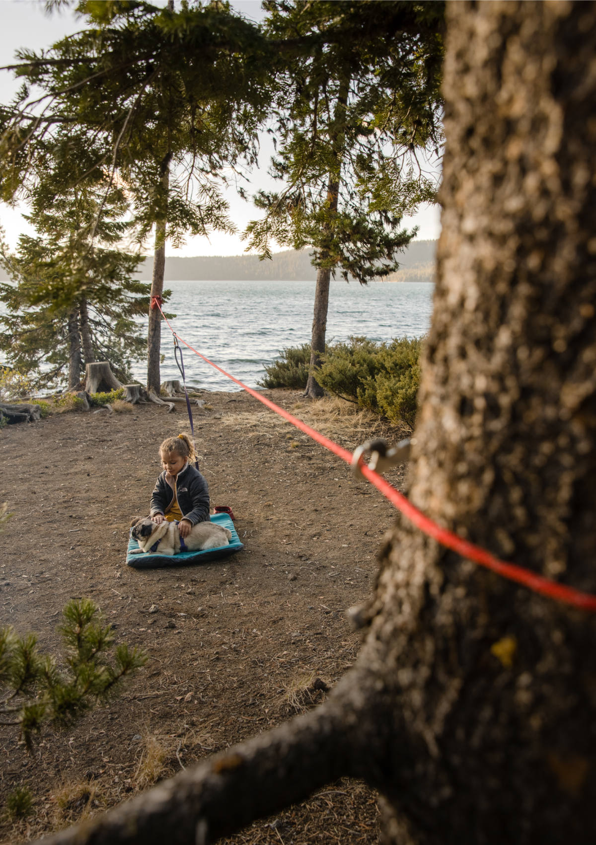 A kid gives a pug a belly rub while attached to the Knot-A-Hitch at a campsite.
