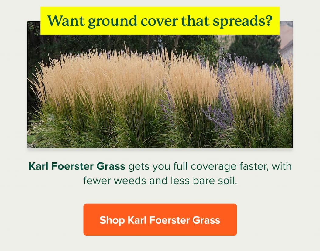 Karl Foerster Grass&nbsp;gets you full coverage faster, with fewer weeds and less bare soil.SHOP KARL FOERSTER GRASS>>