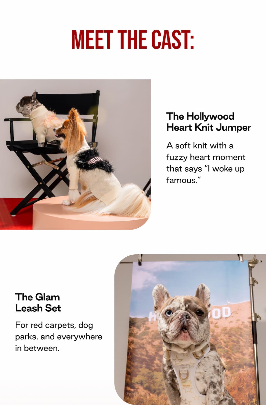 Straight from Hollywood—For Your Pup.