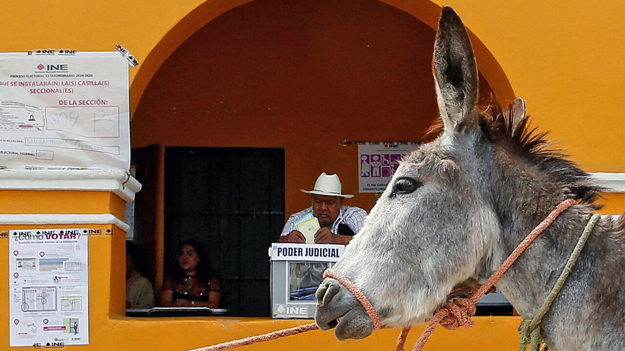A donkey is led past a polling station as a man votes during the judicial and magistrate elections in Mexico.