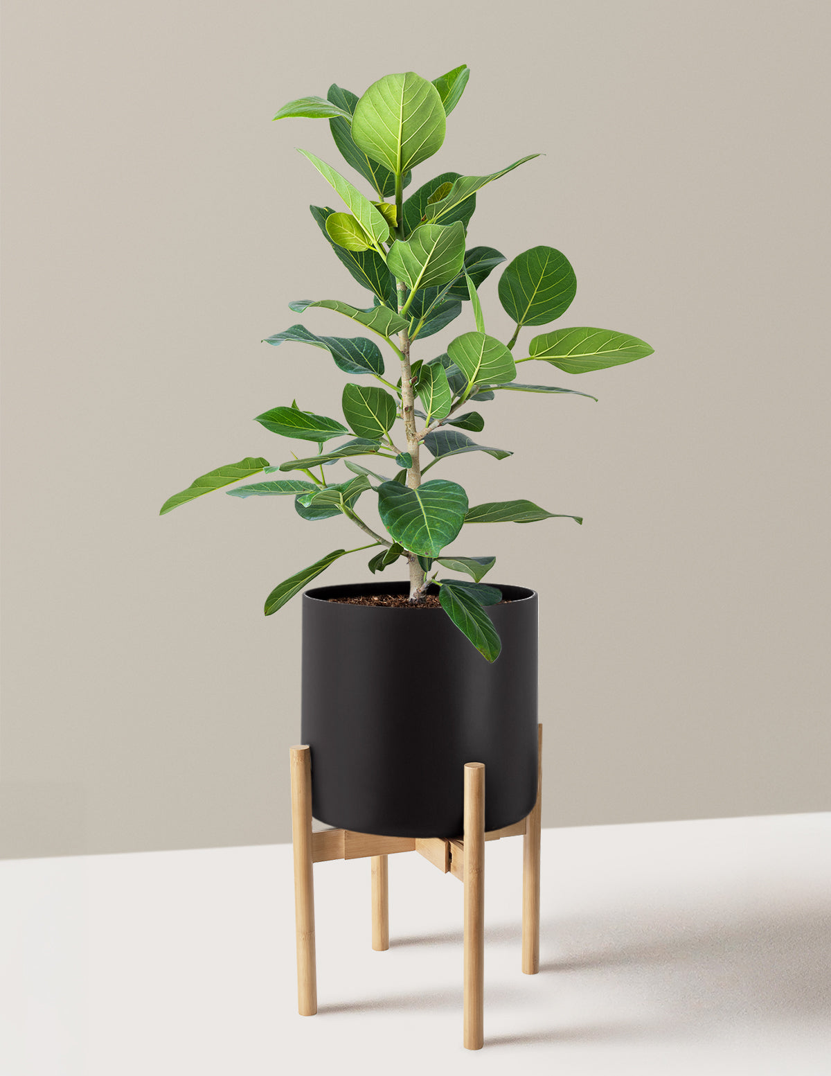 Image of Ficus Audrey Bush