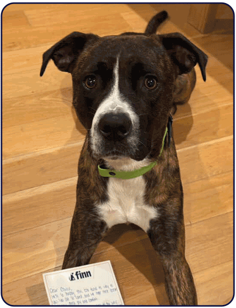 Gif of Every Last One Rescue Dogs with Finn Product