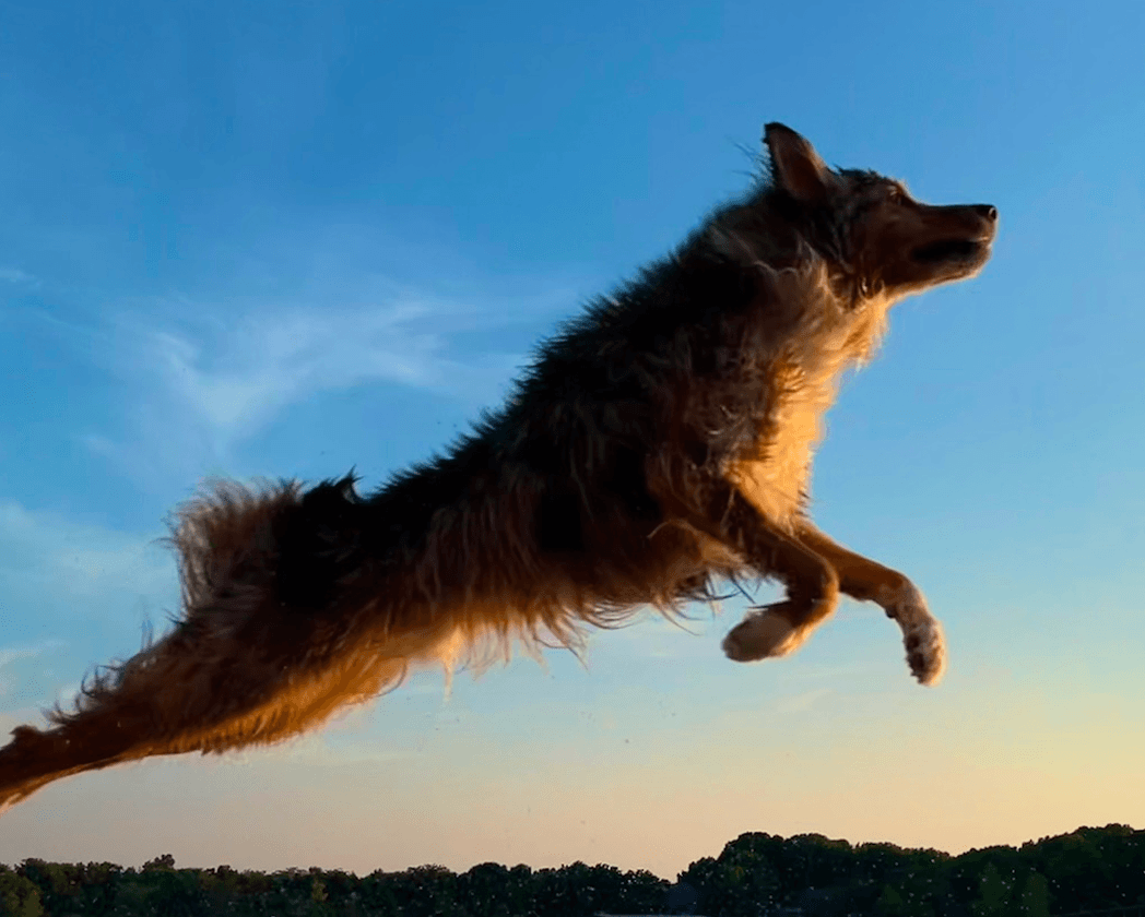 meet-frank-the-9-and-a-half-year-old-dock-diving-champ