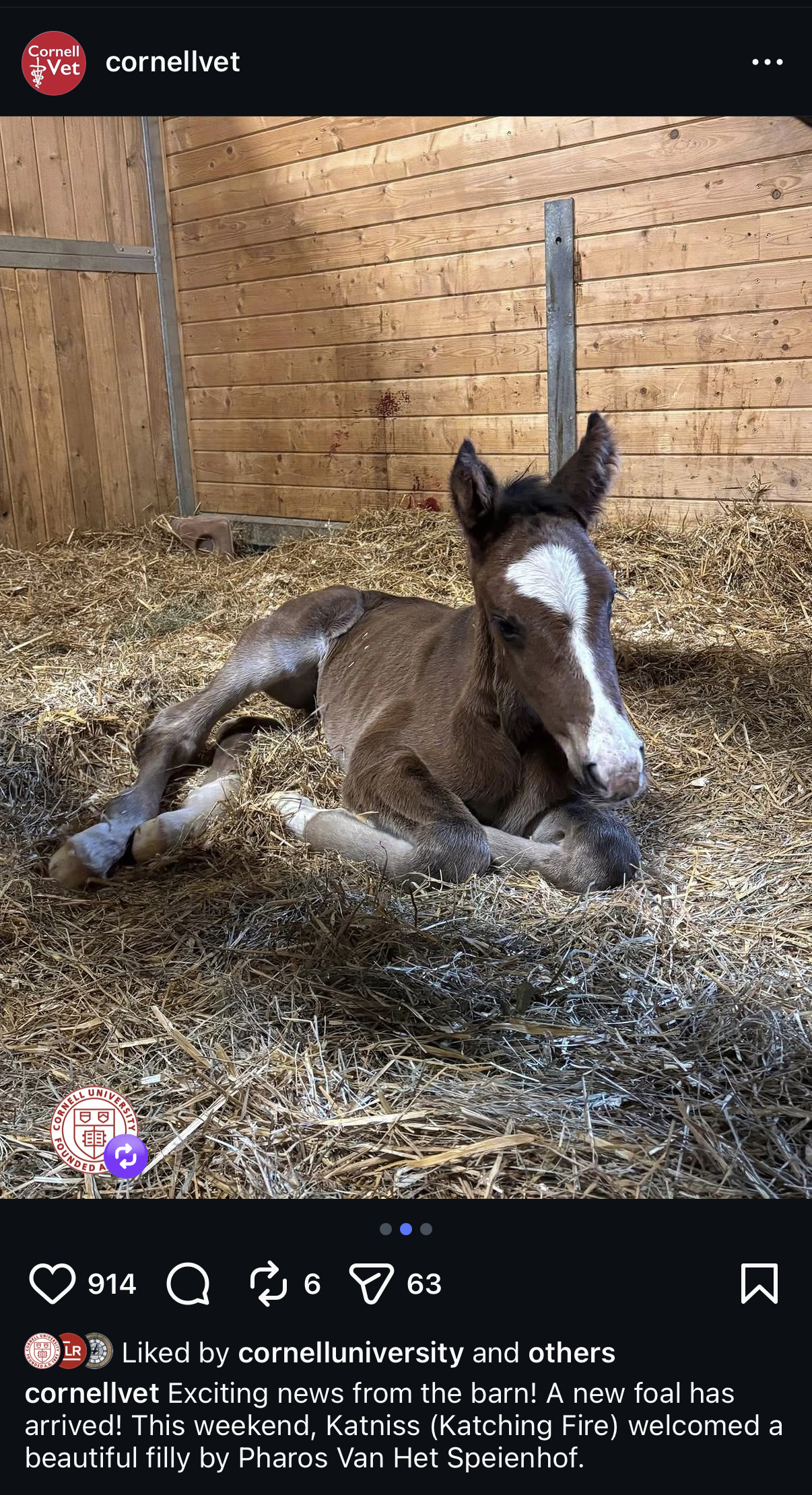 New foal
