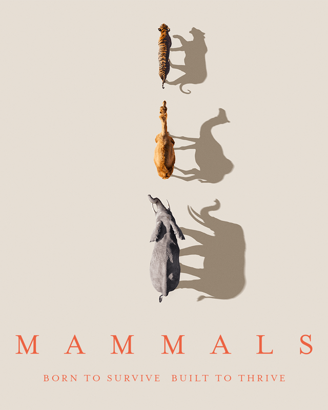 Mammals iconic artwork