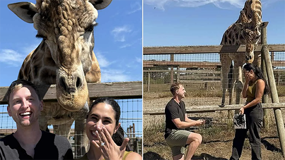 Two pictures. First of a girafe stands between a man and a woman showing off an engagement ring; and, second of the man on one knee proposing while a girafe looks on.
