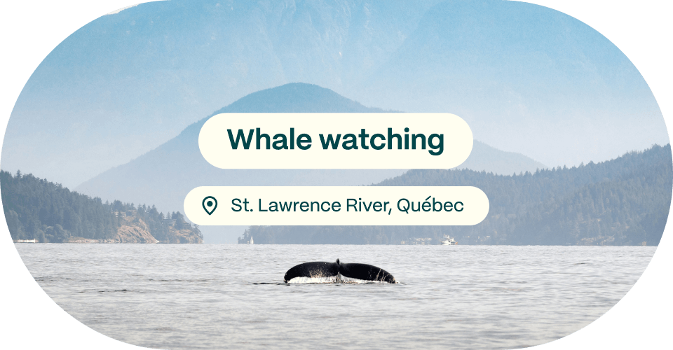 Whale watching, St. Lawrence River, Quebec