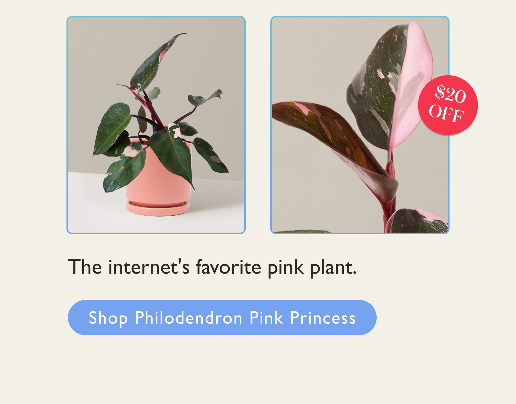 Philodendron Pink Princess