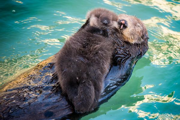 A sea otter mom floats on her back while a fuzzy newborn otter rests on her belly
