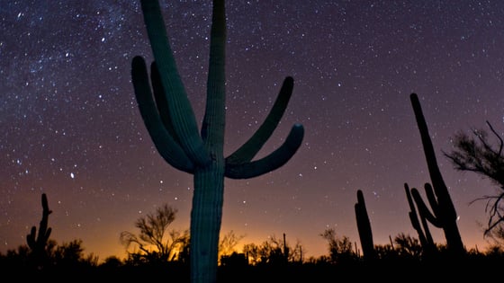Organ Pipe Cactus National Monument