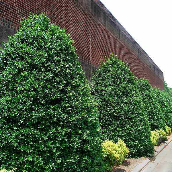 Image of Nellie Stevens Holly Shrub