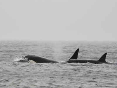 Three unidentified orcas have been spotted in the Salish Sea in March 2026.