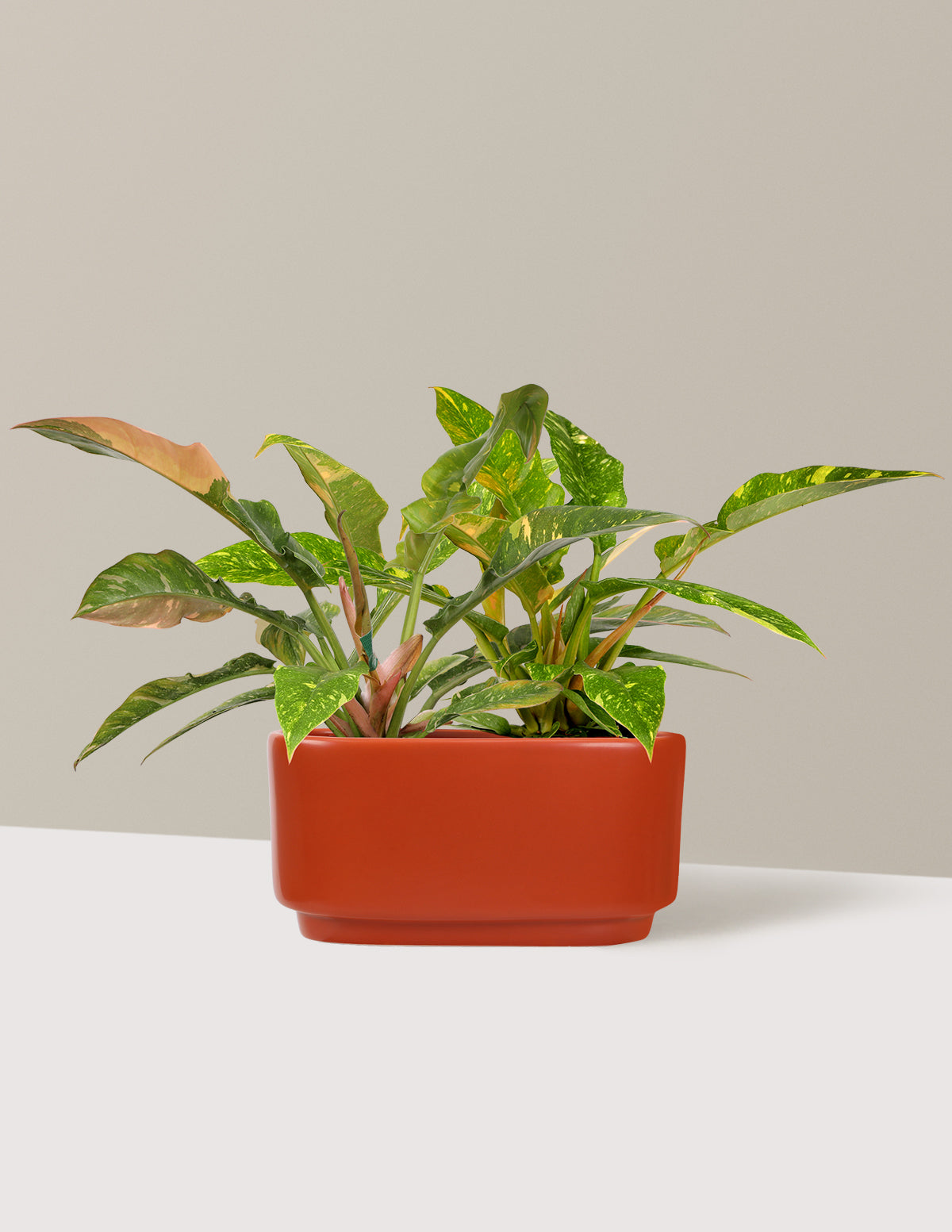 Image of Philodendron Ring of Fire