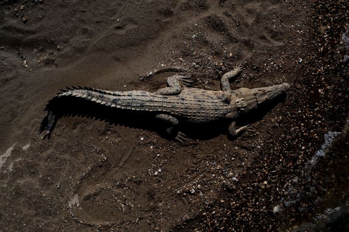 crocodile