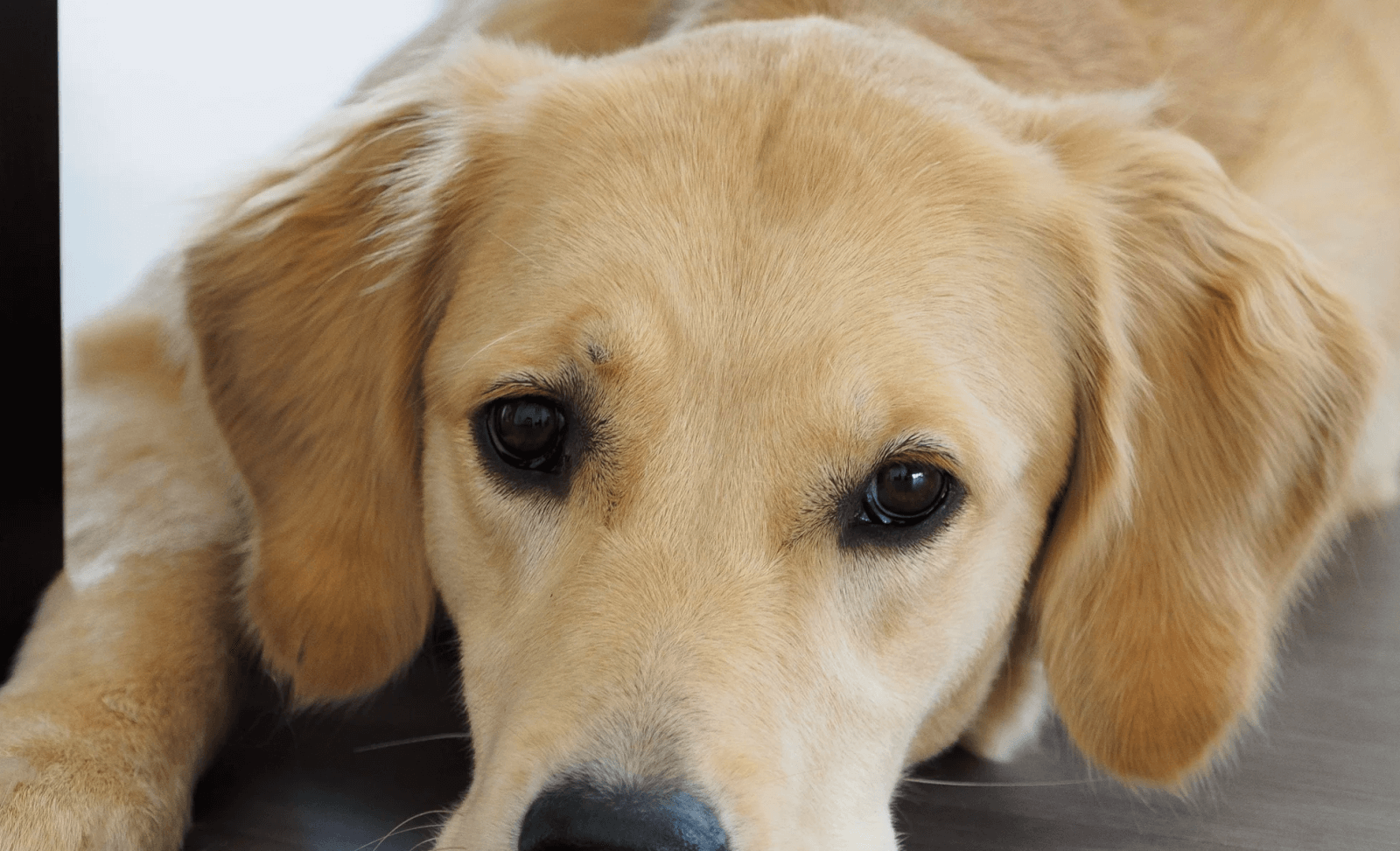 https://oncotect.co/blogs/resources/canine-abdominal-tumors-spotlight-on-splenic-cancer-in-dogs