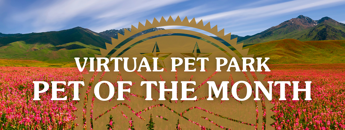 Virtual Pet Park Pet of the Month