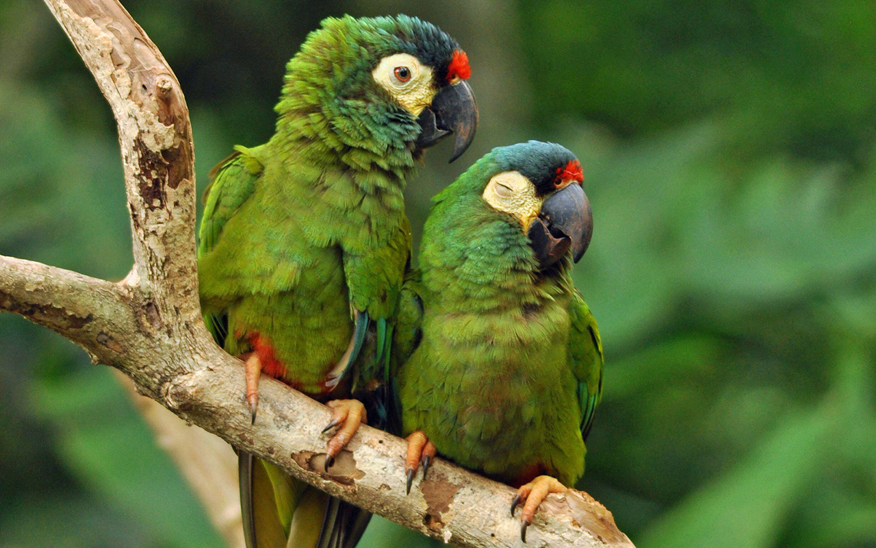 Pair of blue-winged macaws (Primolius maracana) perched on a branch in Brazil.