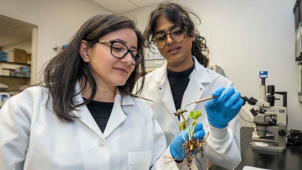 Ana Cristina Fulladolsa and Suchitra Arun wear white lab coats and examine a plant