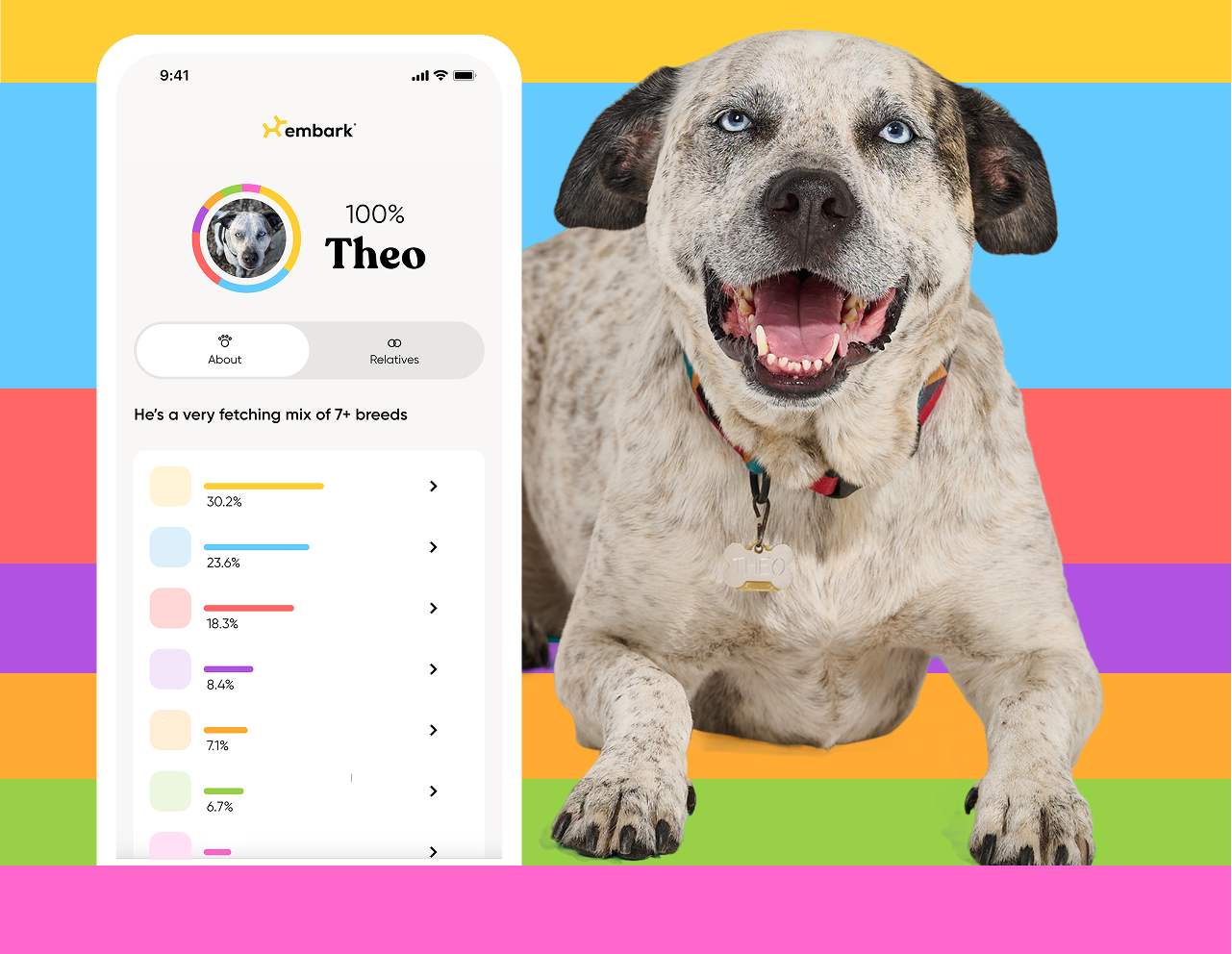 Theo, a mixed breed dog with multiple breeds in his DNA results