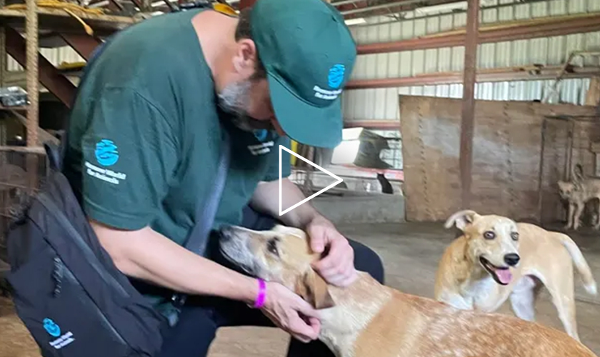 Video: A Humane World for Animals staff member tends to a dog inside a large shelter building, with another dog nearby.