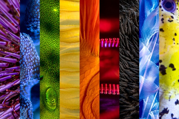Nine columns of close-up images of marine species to create the colors of an LGBTQ+ Pride flag