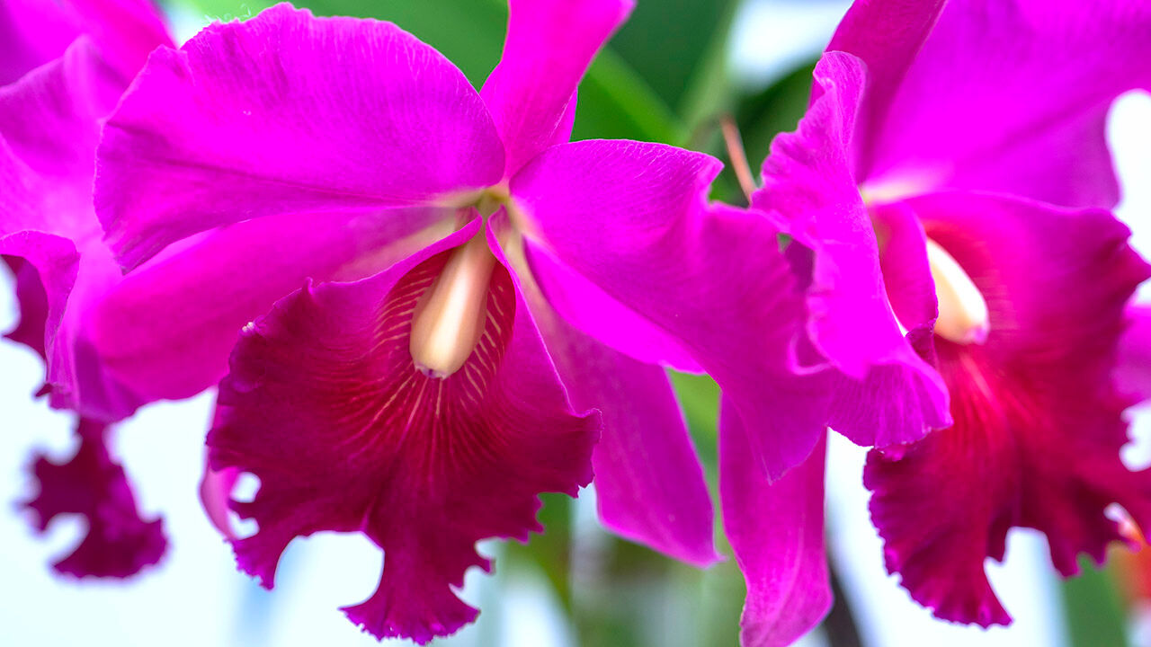 Cattleya Labiata flowers