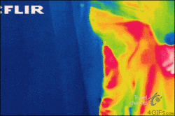 Stay Dangerously Comfortable&nbsp; & My boss made me use this gif
