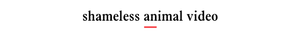Shameless animal video