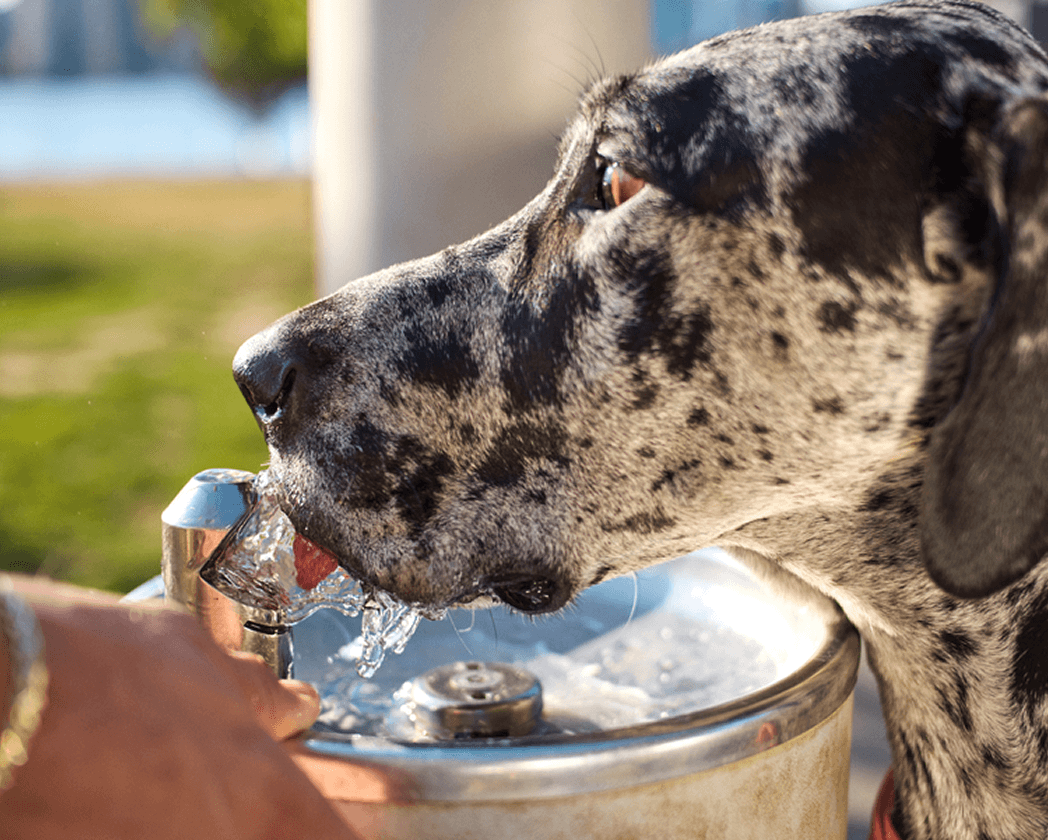 should-your-dog-drink-filtered-water
