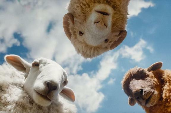 Sheep Detectives article