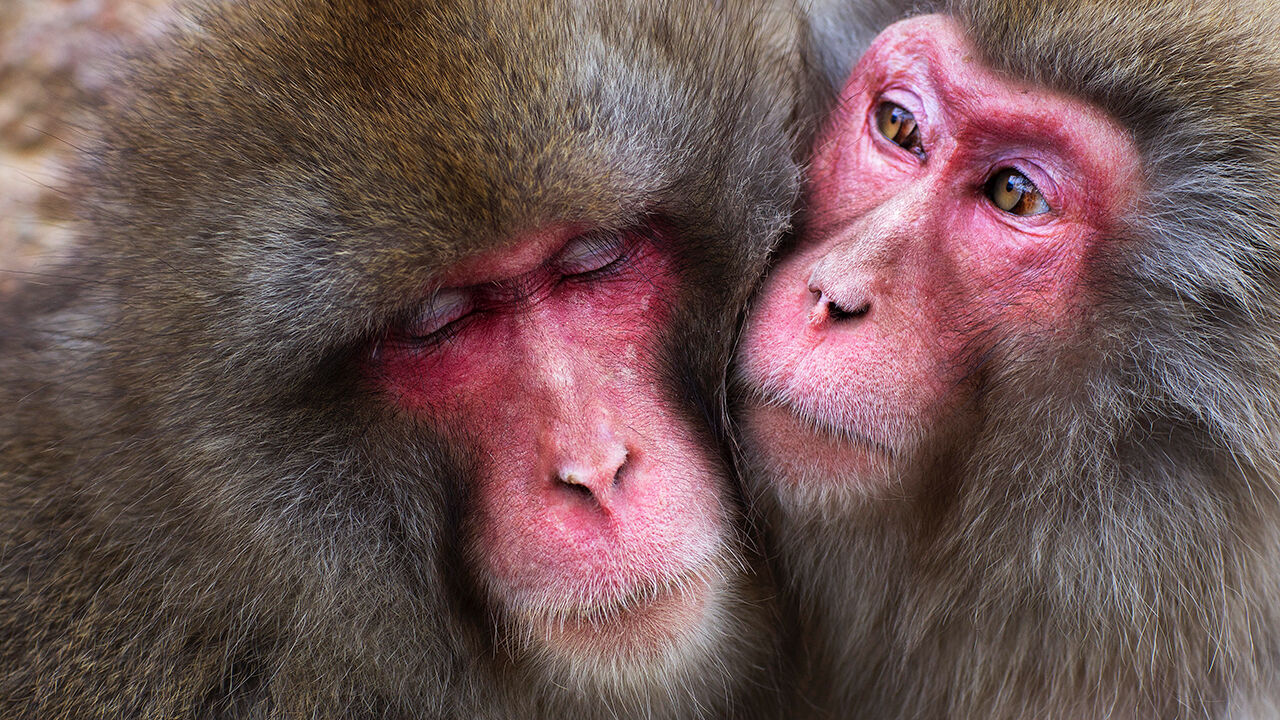 Japanese Macaque (Macaca fuscata) females huddling together for warmth.