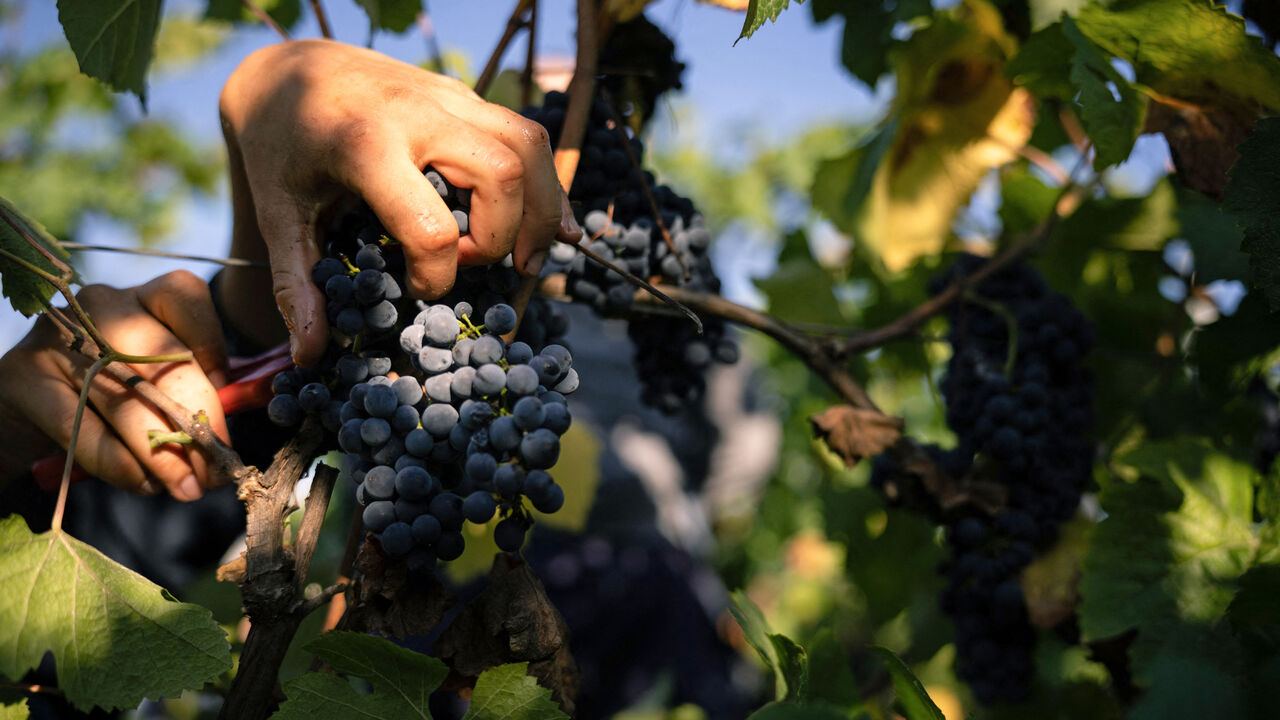 A harvester cuts a bunch of grapes of pinot noir.