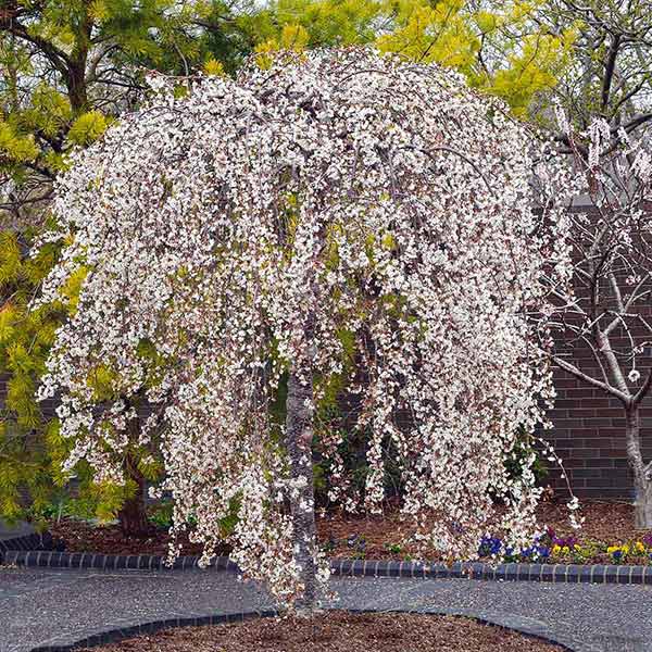 Image of Snow Fountains® Weeping Cherry Tree