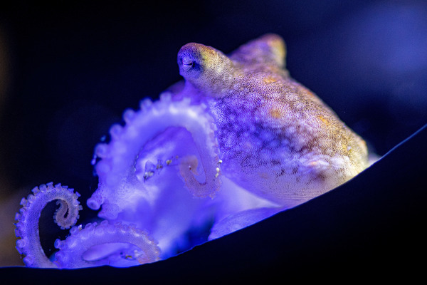 A juvenile two spot octopus cultured onsite at the Monterey Bay Aquarium is glowing over a black background looking purple, eyes are visible and three of its tentacles are seen curling next to its body