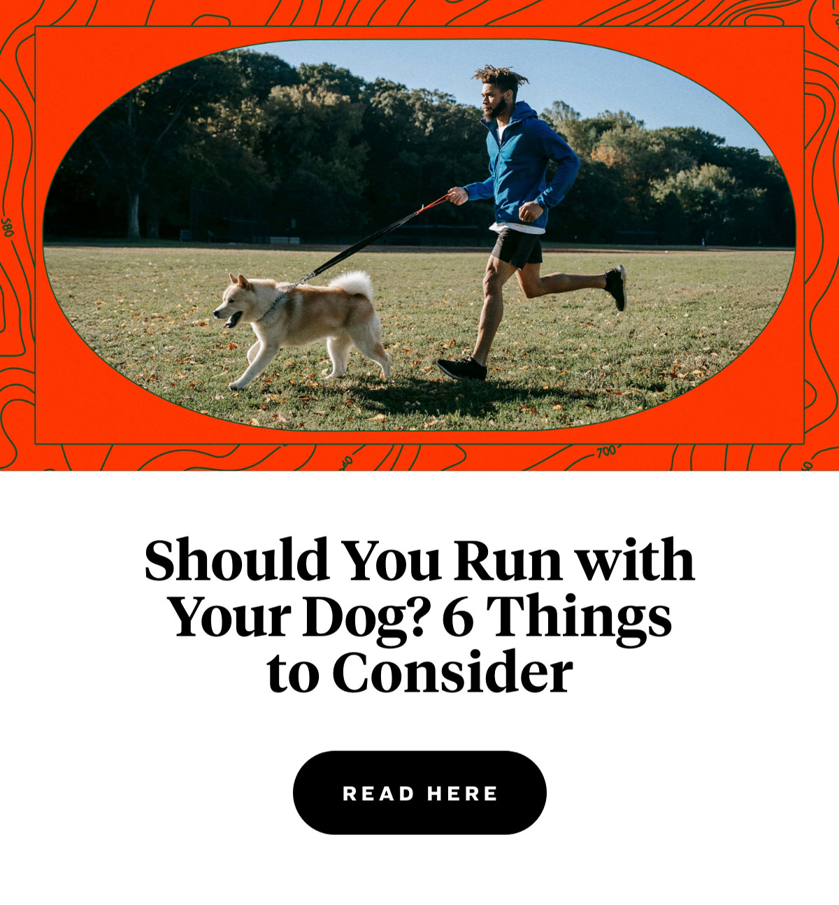 Should You Run with Your Dog? 6 Things to Consider 