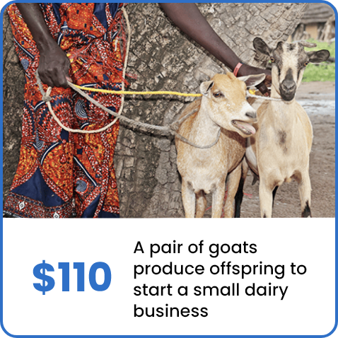 $110/ A pair of goats produce offspring to start a small dairy business