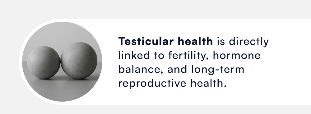 Testicular health is directly linked to fertility, hormone balance, and long-term reproductive health.