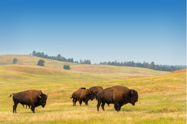 Bison in Custer State Park