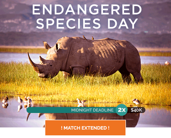 Black rhino with text Endangered Species Day - 2X Match Extended - Protect Africa’s Wildlife