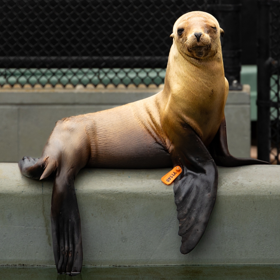 California sea lion Tortellini
