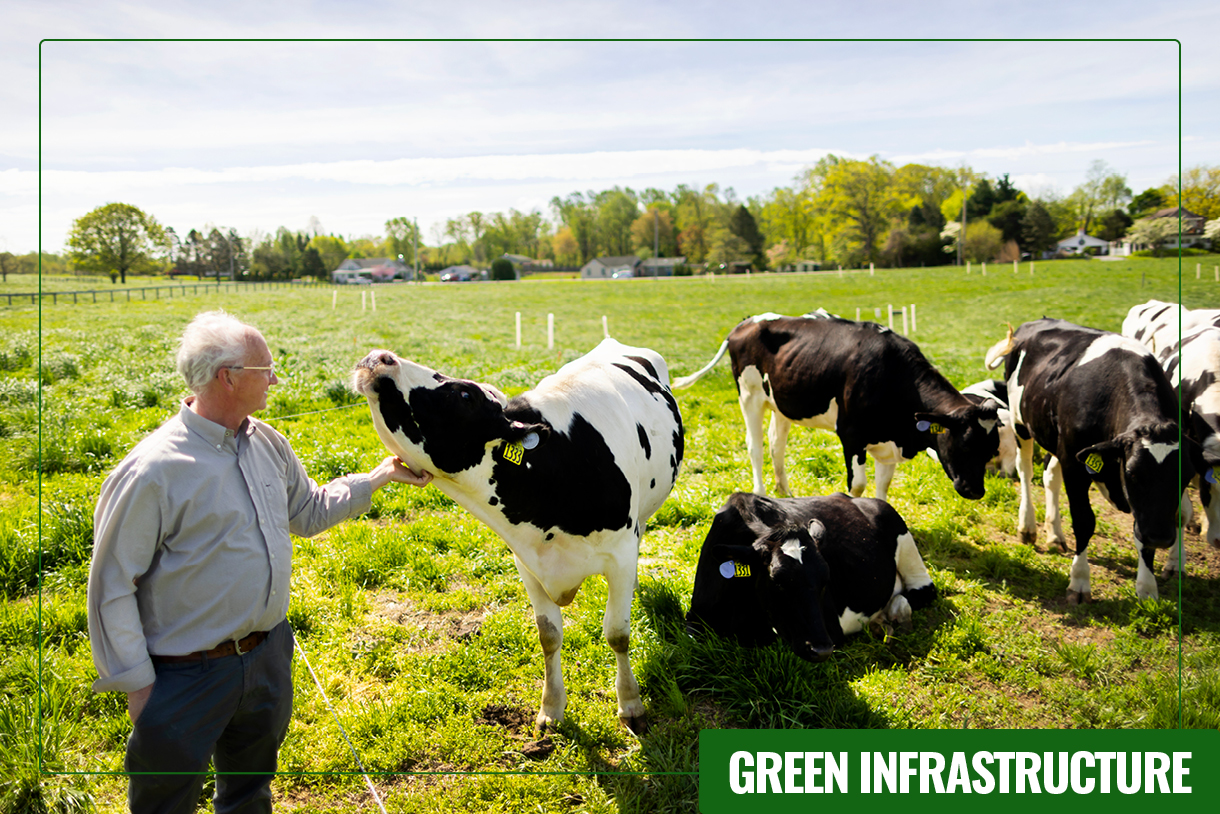 Tom Parsons and the heifers in the silvopasture at New Bolton Center.