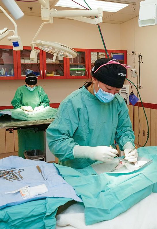 Veterinary staff performing a spay/neuter