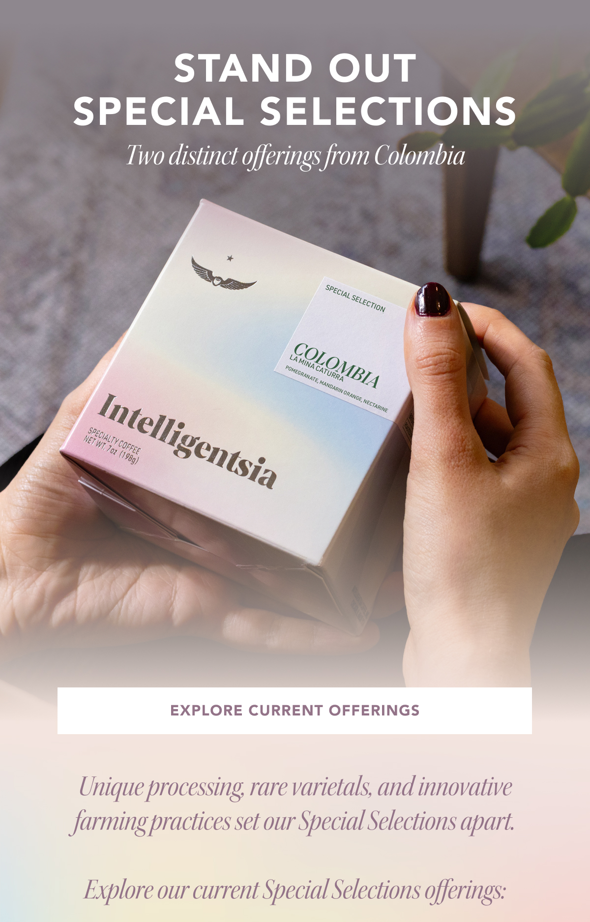 Stand Out Special Selections. Two distinct offerings from Colombia | EXPLORE CURRENT OFFERINGS | Unique processing, rare varietals, and innovative farming practices set our Special Selections apart.  Explore our current Special Selections offerings:
