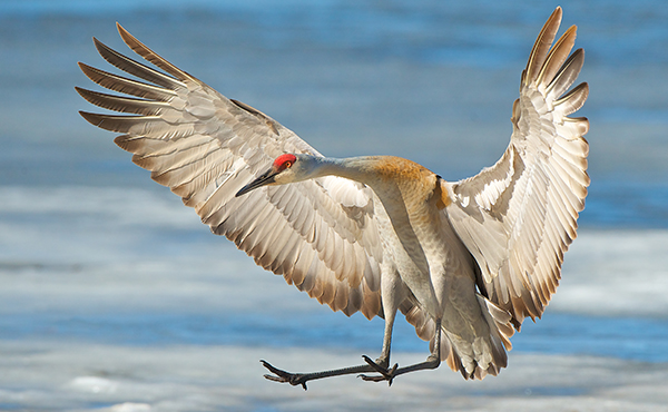 Sandhill Crane wings spread out wide about to land © Jim Ridley