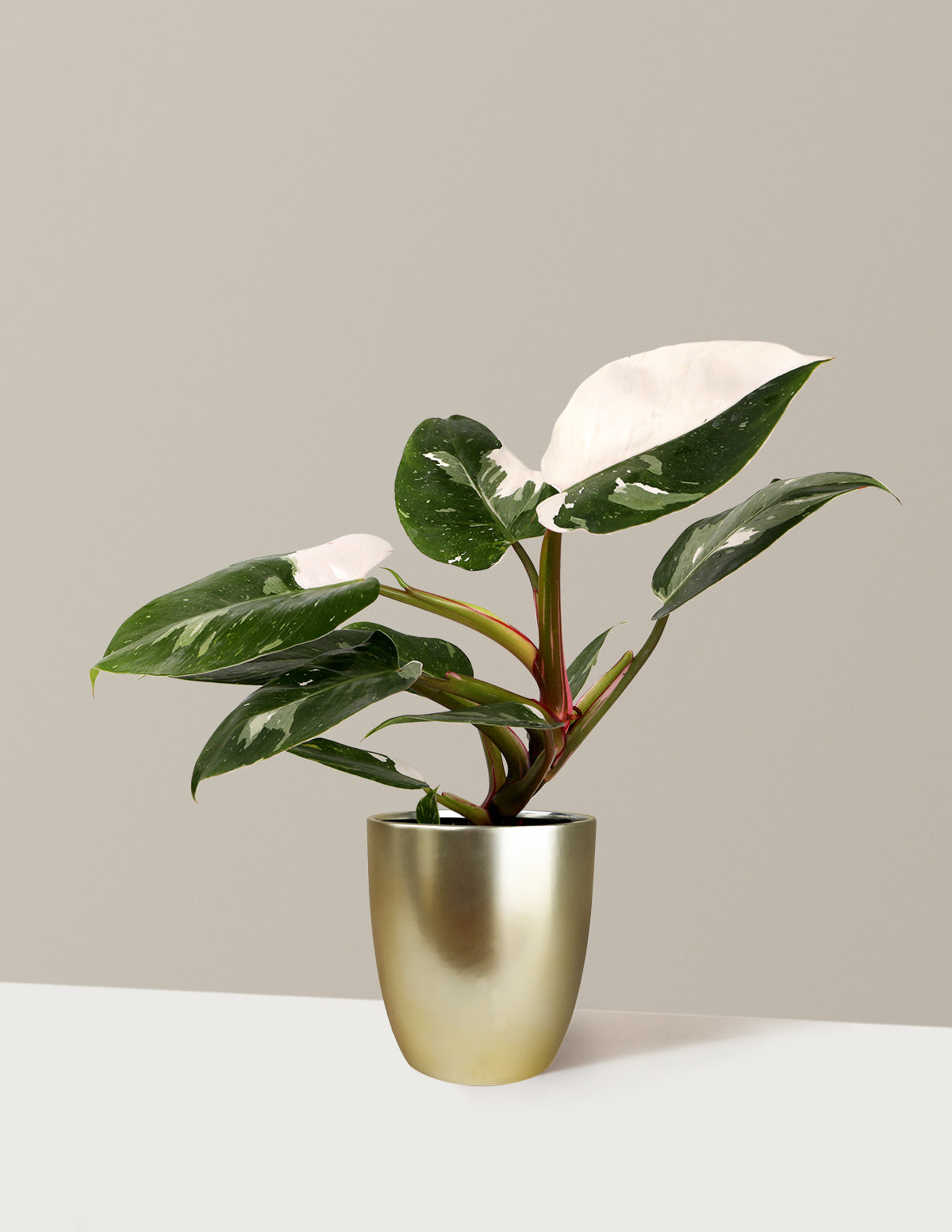 Image of Philodendron White Princess