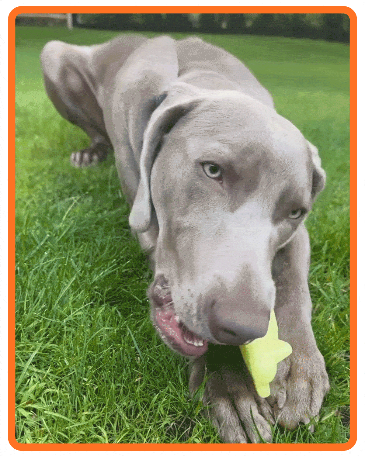 Bullymake Dog Toy Subscription Box