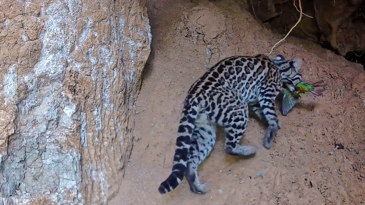 camera-trap video still show Ocelot with captured parakeet.  